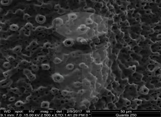 Registre-se para poder abrir essa imagem gratuitamente.